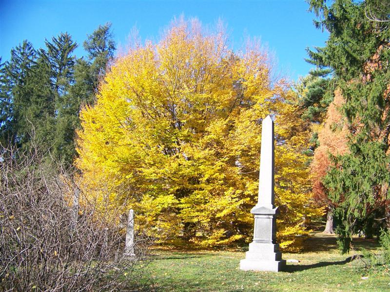 Yellow European Beech tree